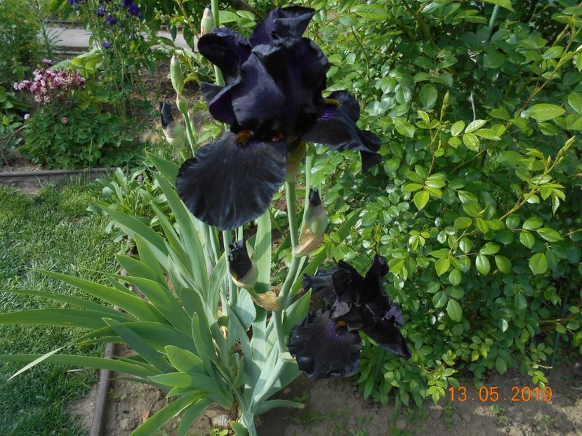 Old Black Magic - 2Irisi 2019