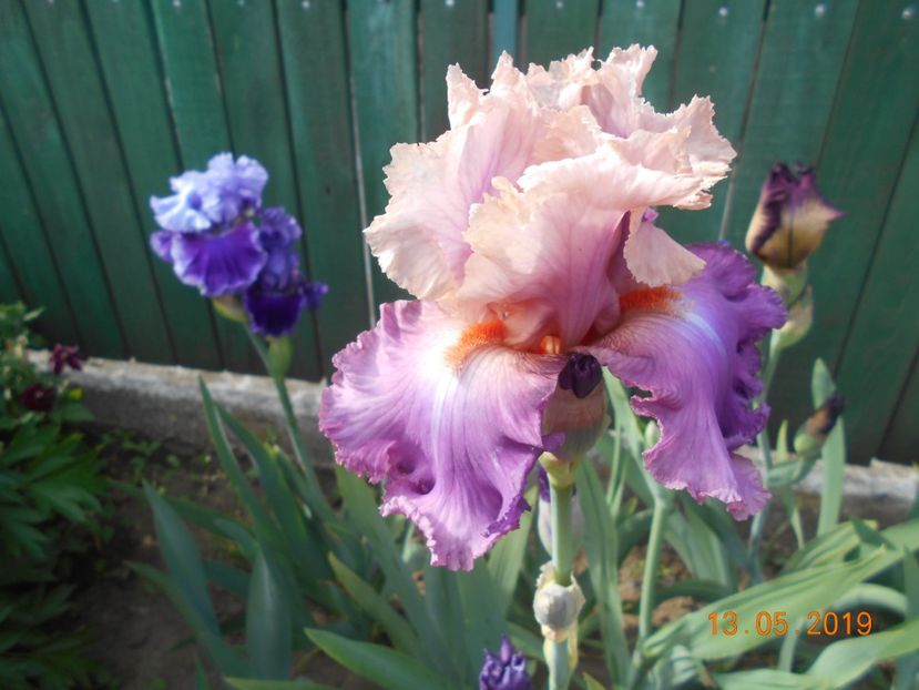 Sweet Musette - 2Irisi 2019