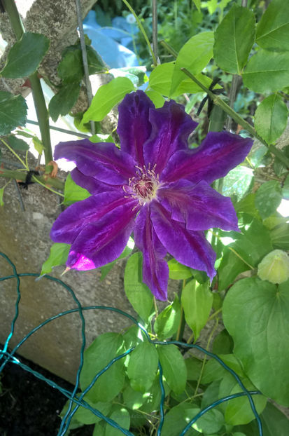 valynedelcu@yahoo.com Clematis 0018 - Clematis Wildfire