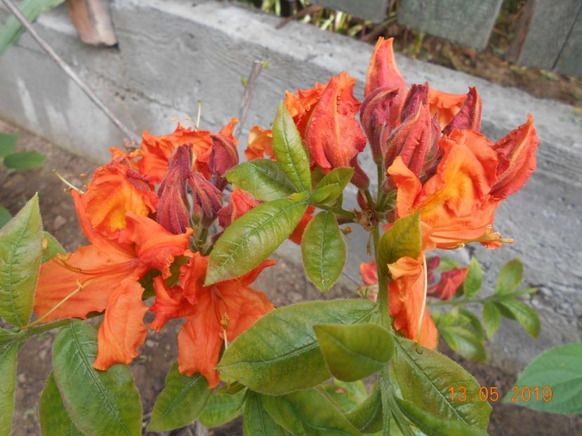  - 2Azalee-rhododendroni-hortensii-hoste 2019