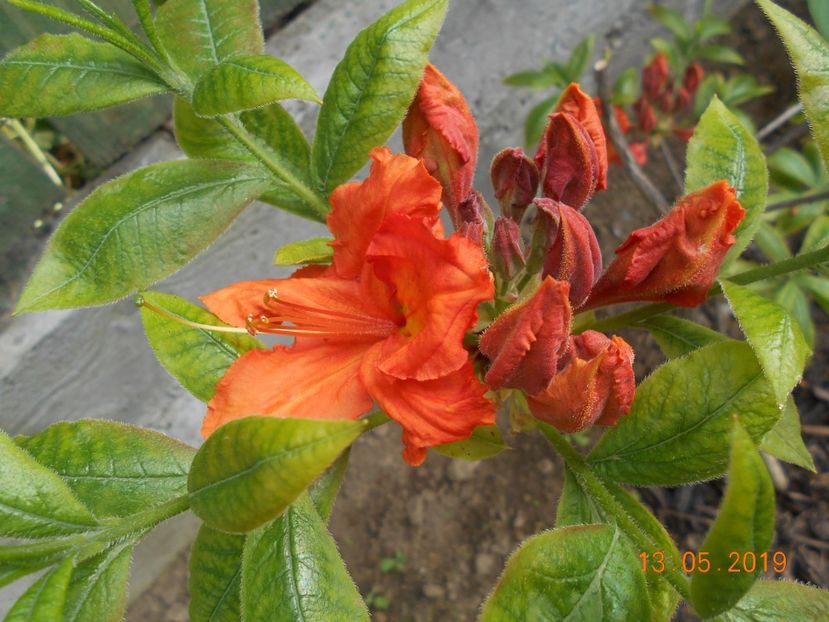 Azalee Gibraltar - 2Azalee-rhododendroni-hortensii-hoste 2019