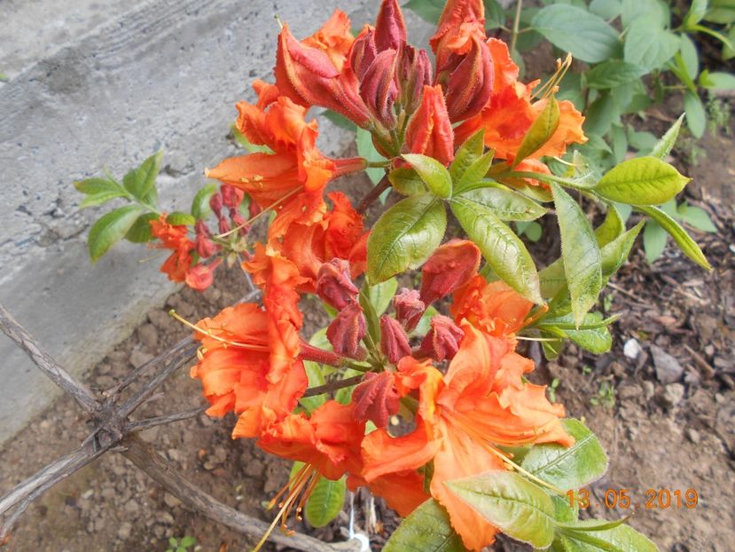  - 2Azalee-rhododendroni-hortensii-hoste 2019