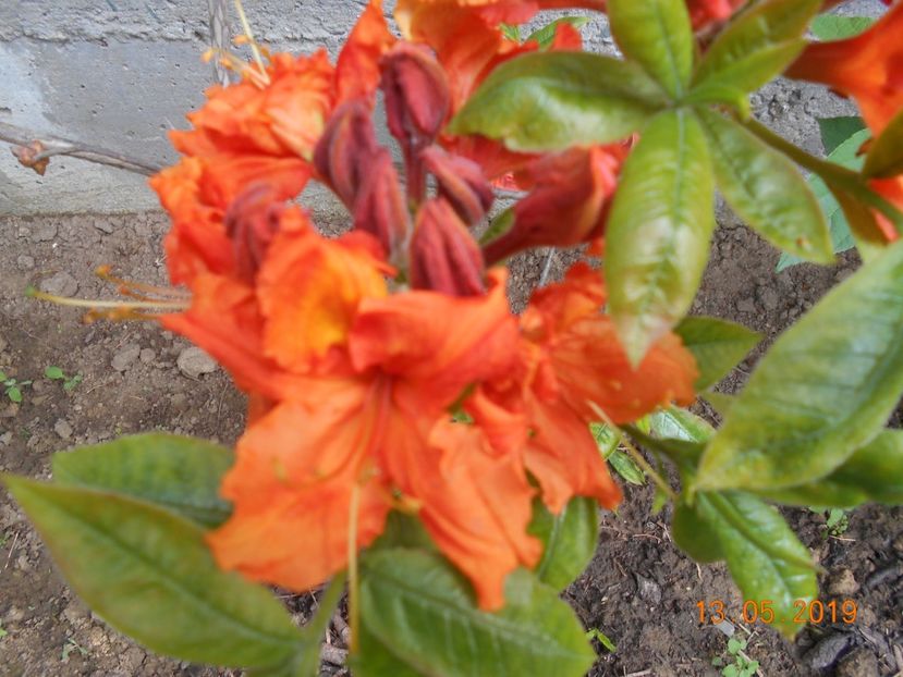  - 2Azalee-rhododendroni-hortensii-hoste 2019