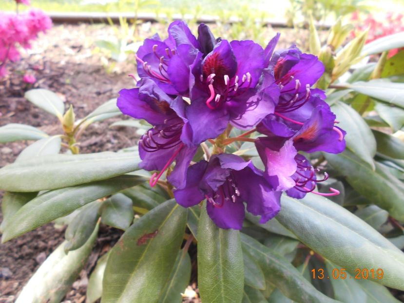  - 2Azalee-rhododendroni-hortensii-hoste 2019