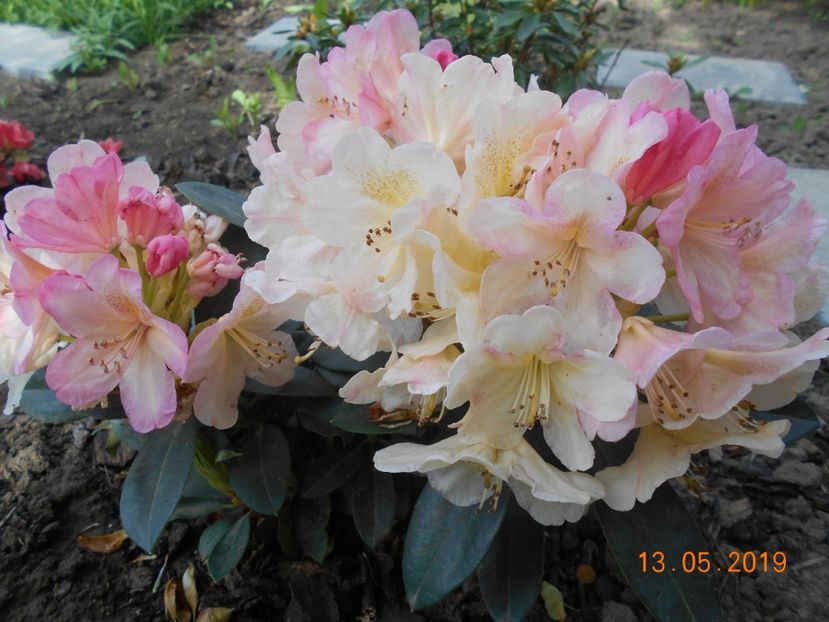  - 2Azalee-rhododendroni-hortensii-hoste 2019