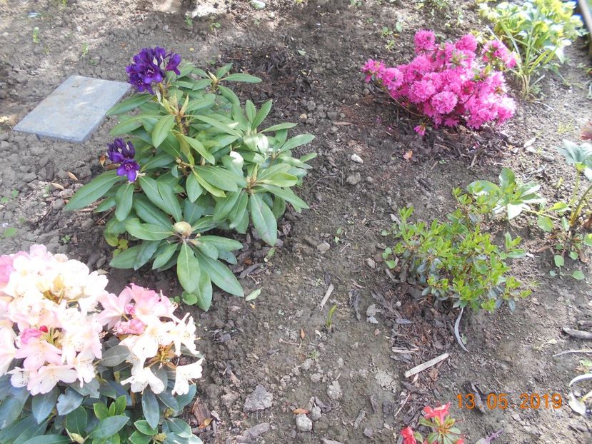  - 2Azalee-rhododendroni-hortensii-hoste 2019