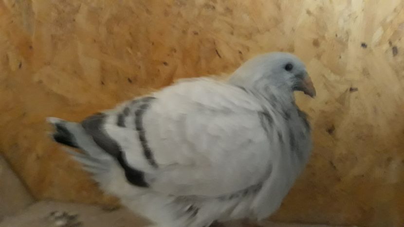  - Pui 2019