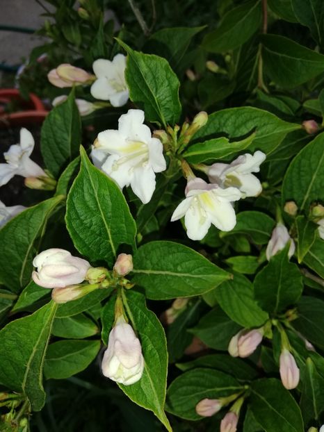  - 00- 2019- De primavara