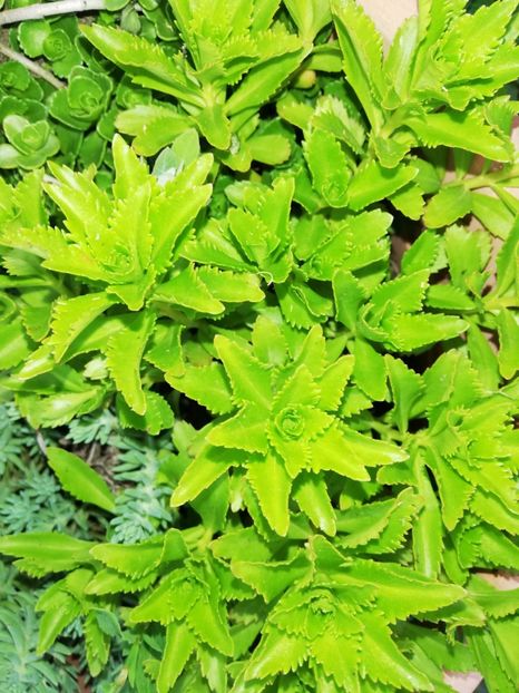  - 00- 2019- De primavara