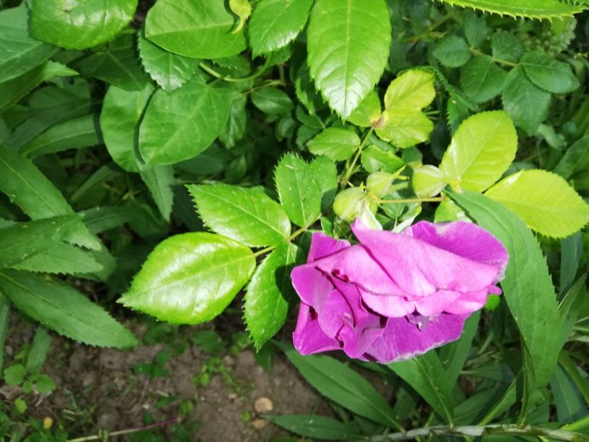  - 00- 2019- De primavara