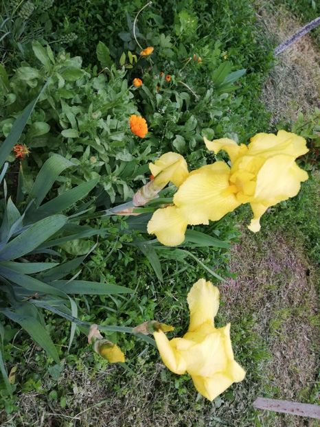  - 00- 2019- De primavara