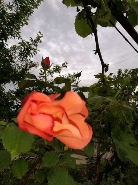  - 00- 2019- De primavara