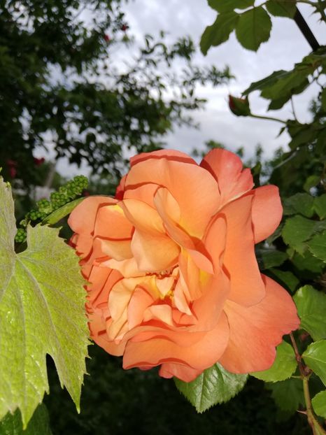  - 00- 2019- De primavara