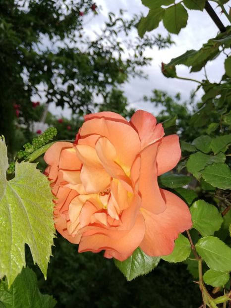  - 00- 2019- De primavara