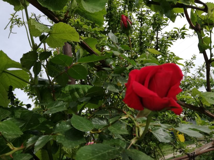  - 00- 2019- De primavara