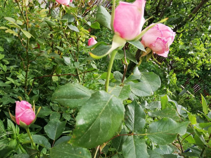  - 00- 2019- De primavara