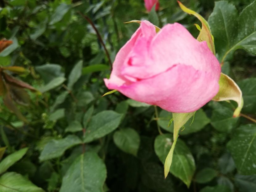  - 00- 2019- De primavara