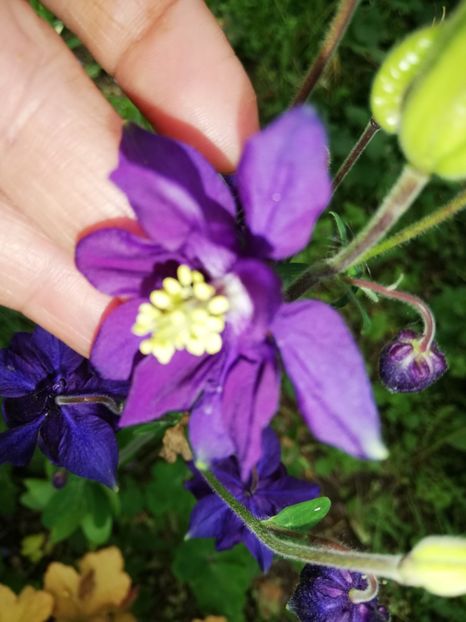  - 00- 2019- De primavara