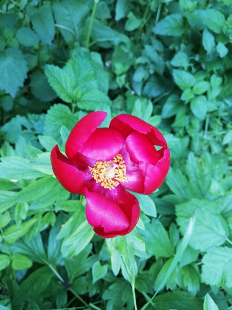  - 00- 2019- De primavara