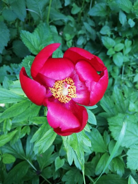  - 00- 2019- De primavara