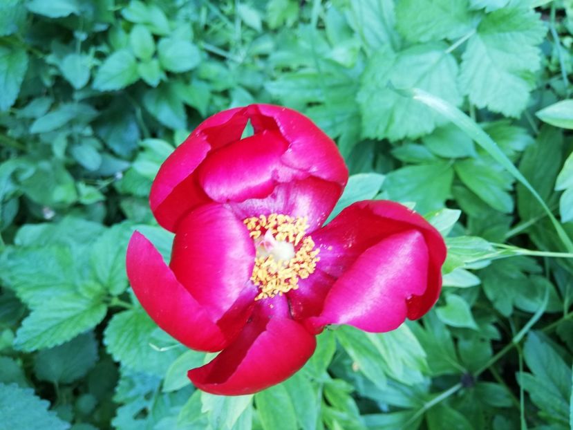  - 00- 2019- De primavara