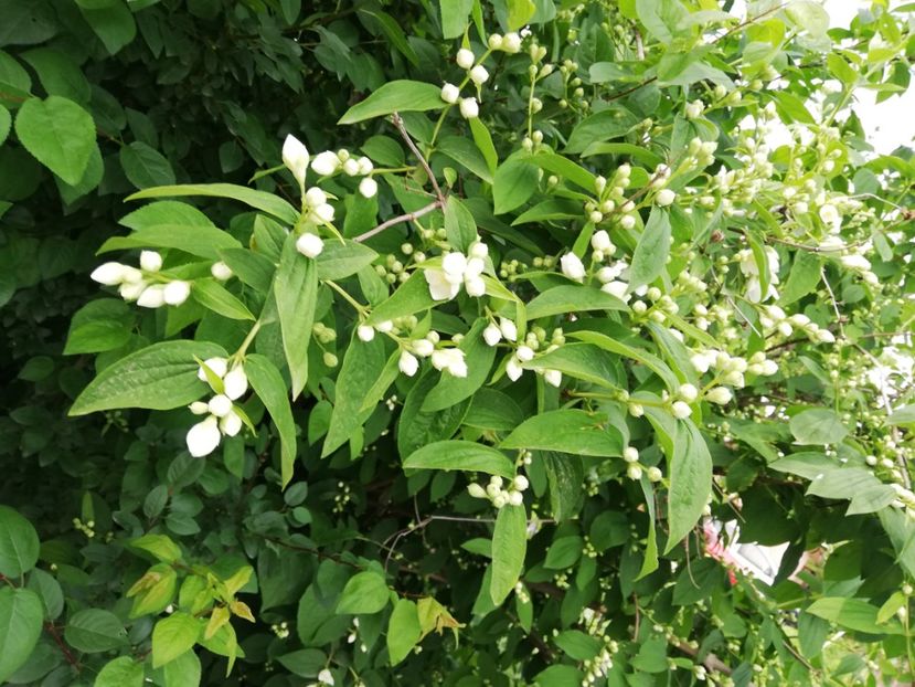  - 00- 2019- De primavara