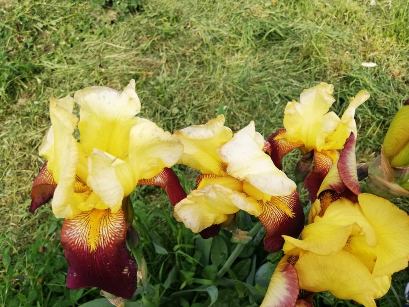  - 00- 2019- De primavara