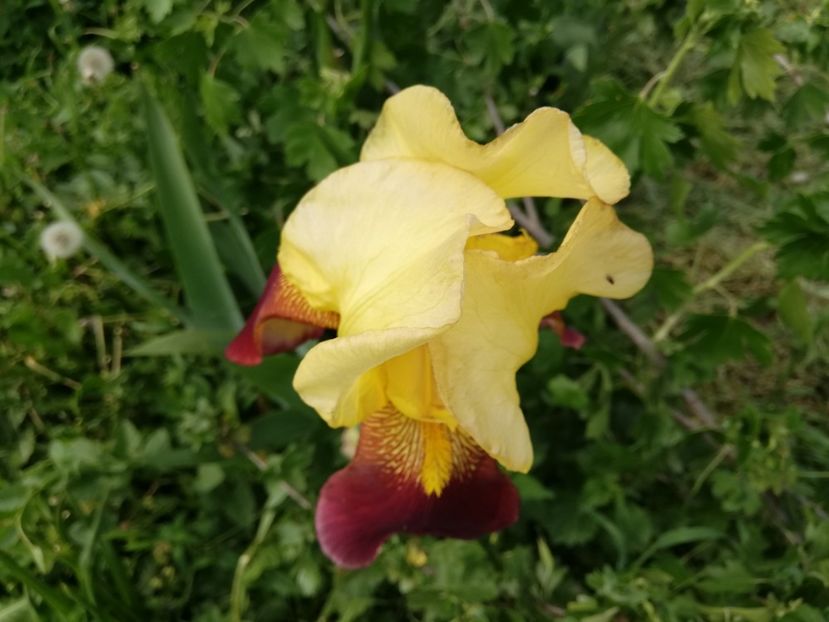  - 00- 2019- De primavara