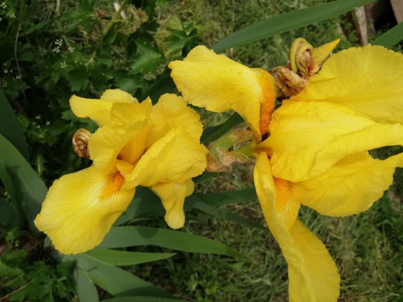  - 00- 2019- De primavara