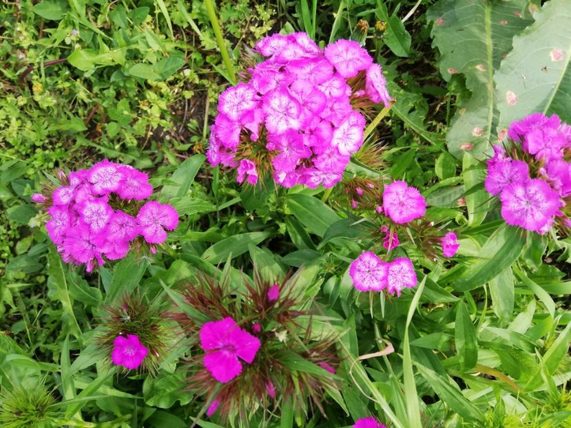  - 00- 2019- De primavara