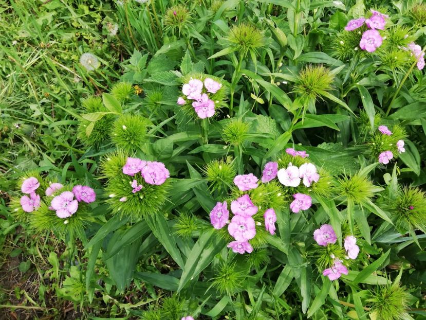  - 00- 2019- De primavara