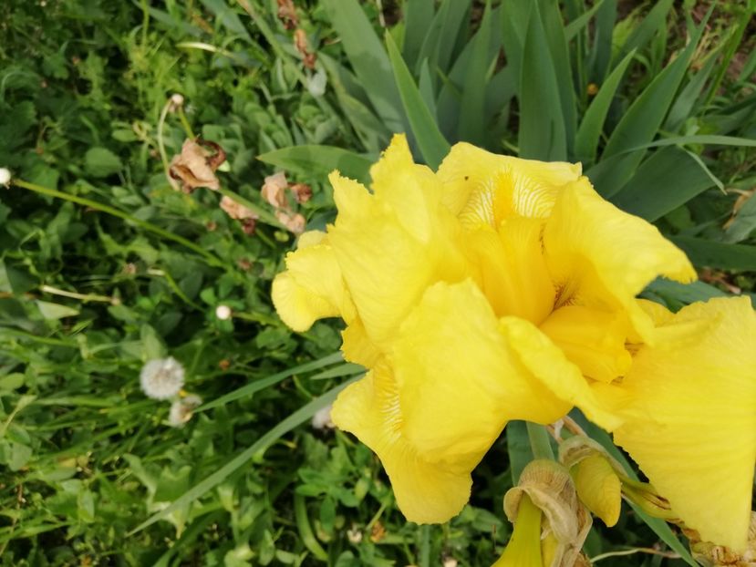  - 00- 2019- De primavara