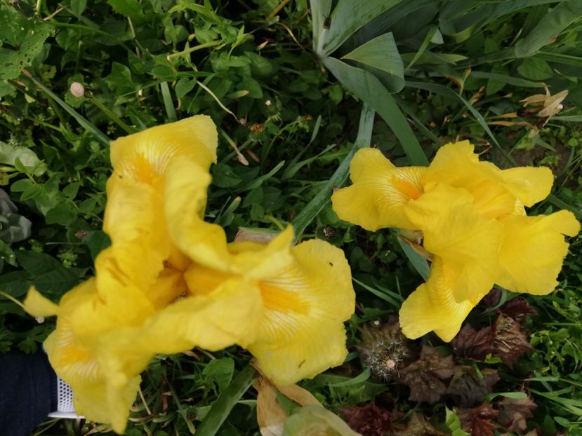  - 00- 2019- De primavara