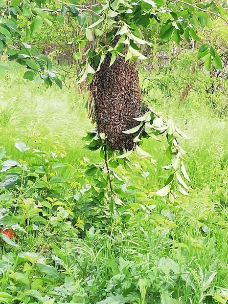  - 0-2019 - De prin curte