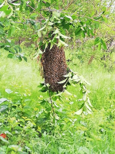  - 0-2019 - De prin curte