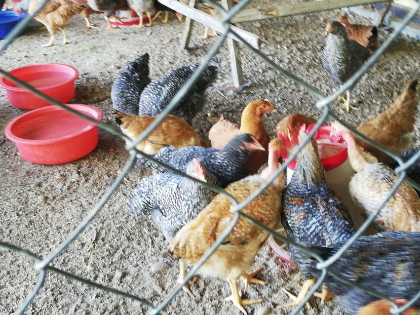  - 0-2019 - De prin curte