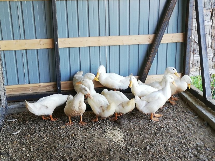  - 0-2019 - De prin curte