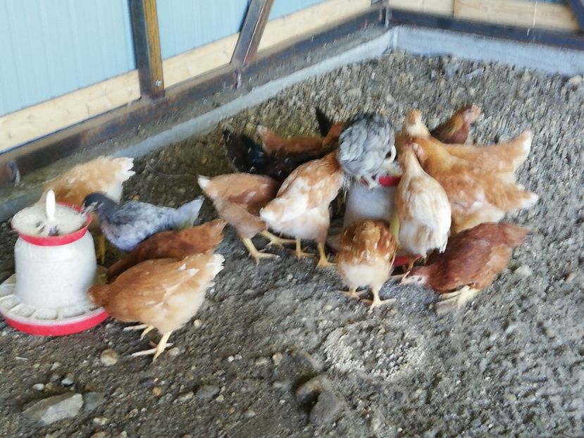  - 0-2019 - De prin curte