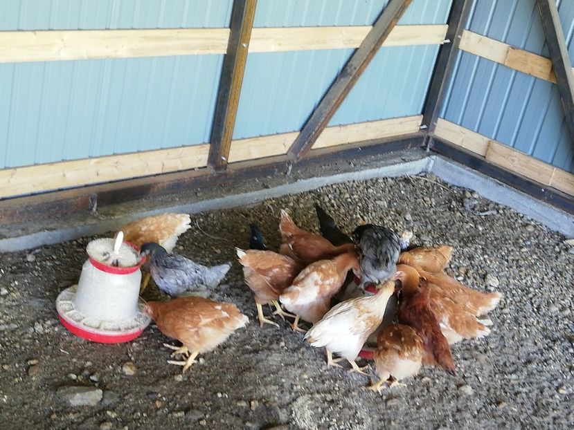  - 0-2019 - De prin curte