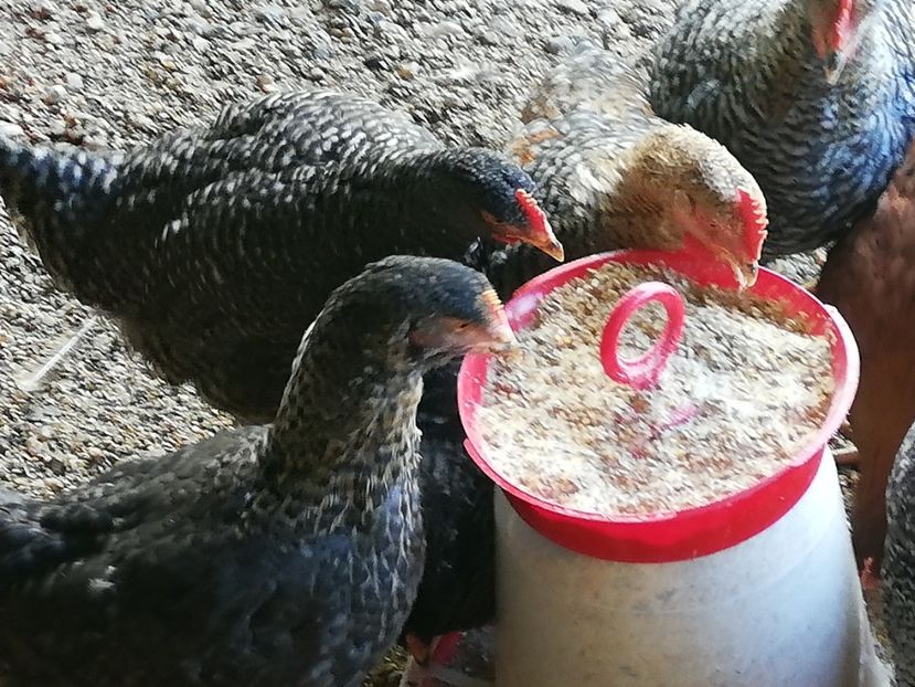  - 0-2019 - De prin curte