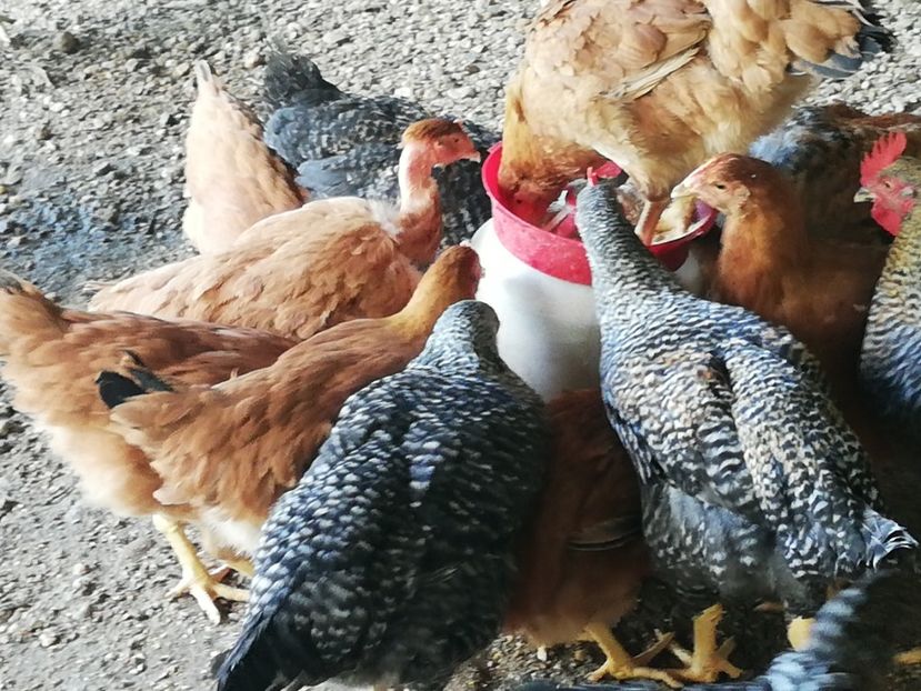  - 0-2019 - De prin curte