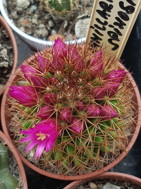 Mammillaria spinosissima - Mammillaria