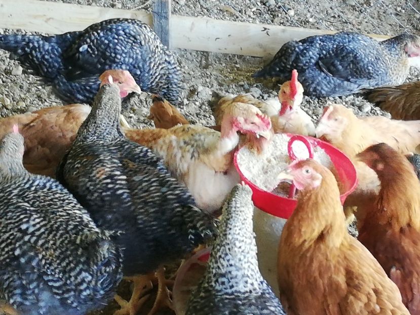  - 0-2019 - De prin curte