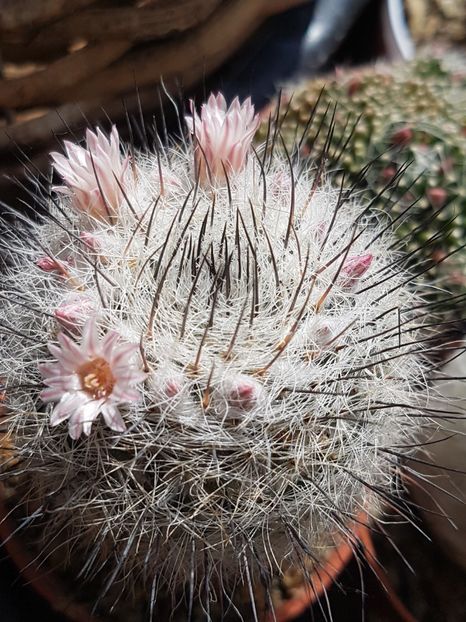 Mammillaria ritteriana - Mammillaria