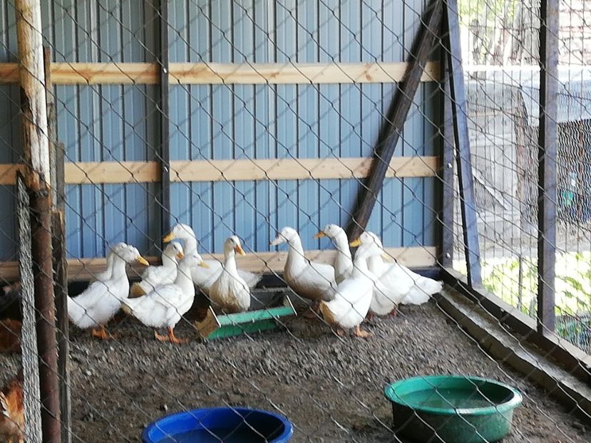  - 0-2019 - De prin curte