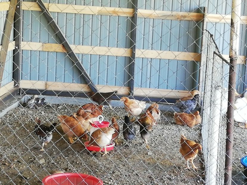  - 0-2019 - De prin curte