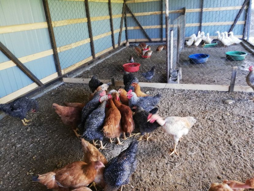  - 0-2019 - De prin curte