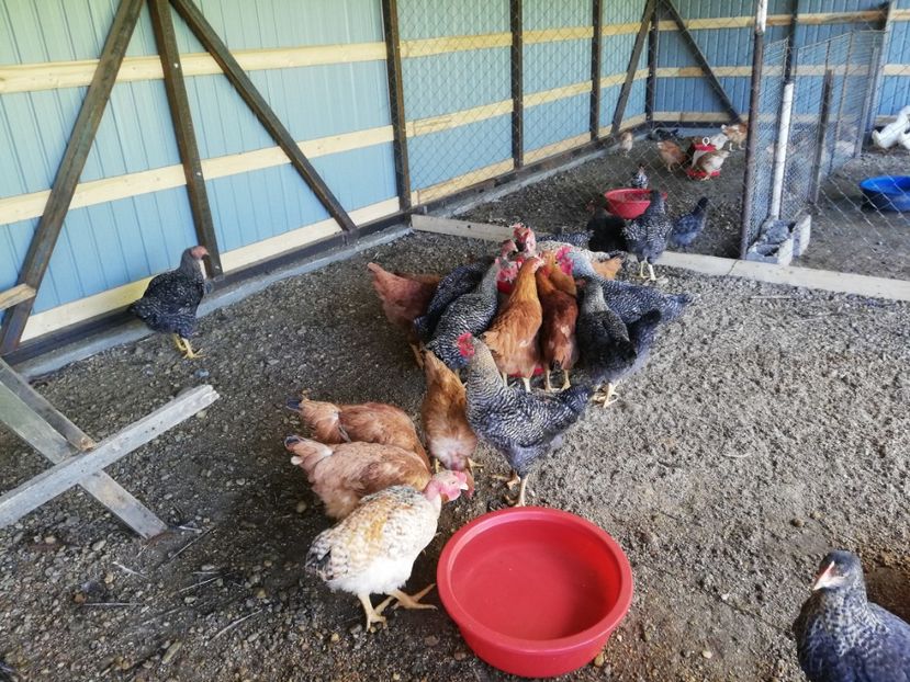  - 0-2019 - De prin curte