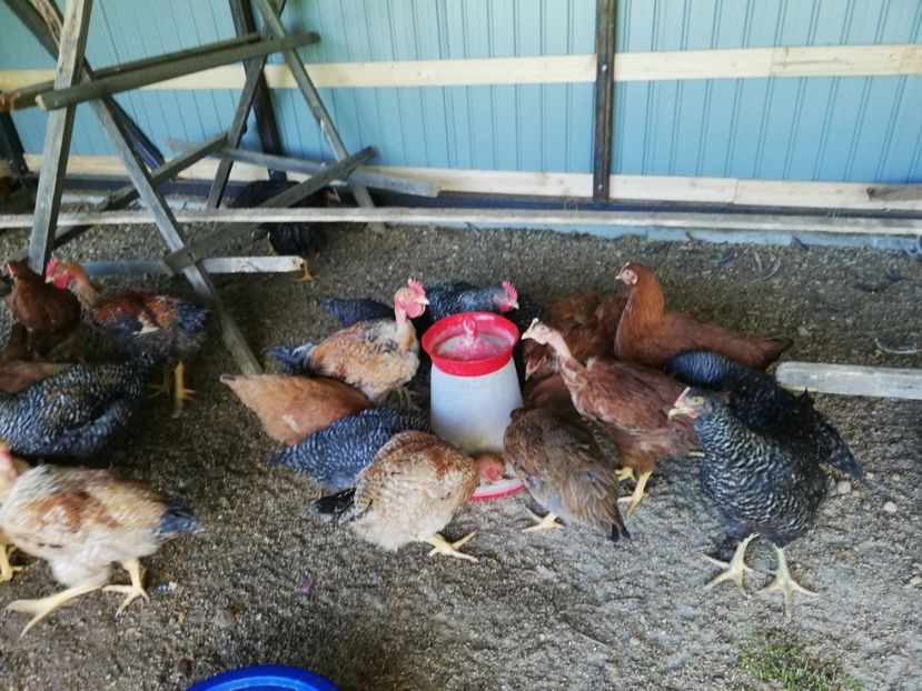  - 0-2019 - De prin curte