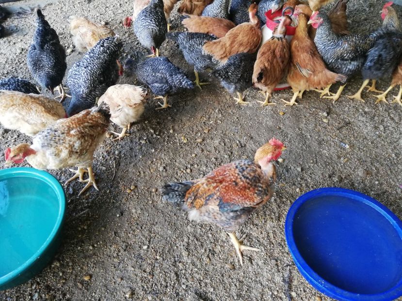  - 0-2019 - De prin curte